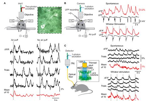 Figure 6 From Frontiers In Neural Circuits Neural Circuits Methods Article Semantic Scholar