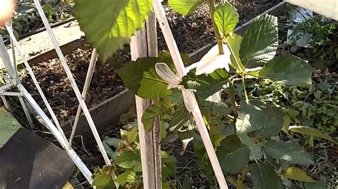 ремонтантная ежевика ПРАЙМ АРК 45 первый год роста - YouTube