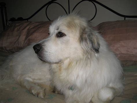 Silly White Dog on Bed