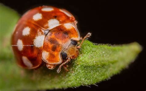 Cream Spot Ladybird Calvia Quattuordecimguttata Flickr