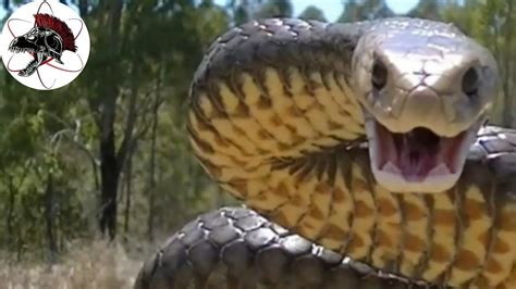 Cobra Marrom Oriental Australiana A Segunda Mais Venenosa Do Mundo