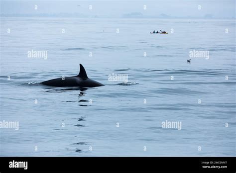 Whale watching Monterey Bay Stock Photo - Alamy