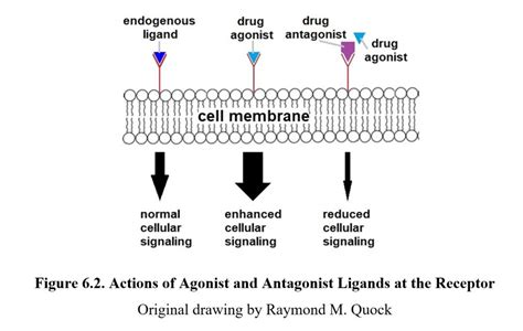 Chapter Pharmacodynamics Drugs And Behavior