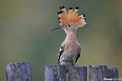 Ptaki Wiosenne Poland Wildlife Kutno
