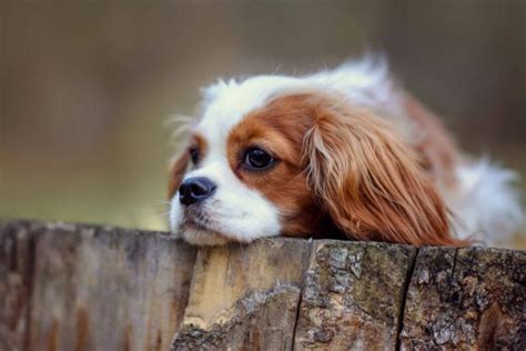 Cavalier King Charles Spaniel Vs. Cocker Spaniel