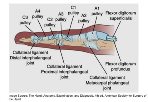 Rock Climbing Injuries and Prevention Strategies - GO PT