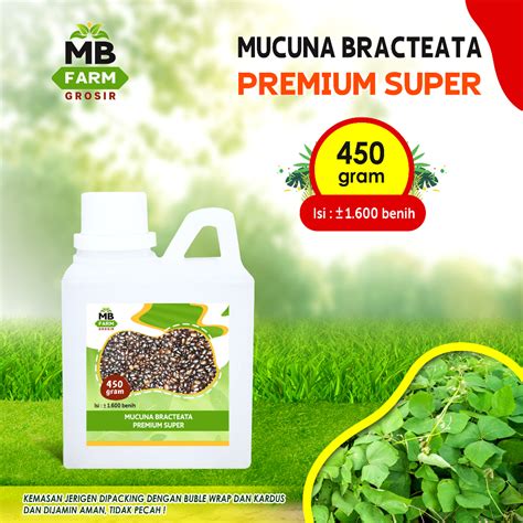 Jual 1 600 Biji Benih Mucuna Bracteata Premium Super MB FARM Original