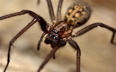 Blog - What Are The Biggest Spiders In California?