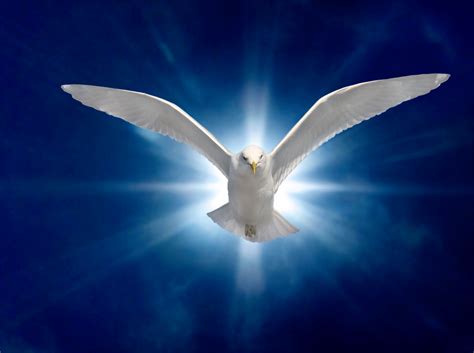 Free Holy Spirit Dove Download Free Holy Spirit Dove Png Images Free