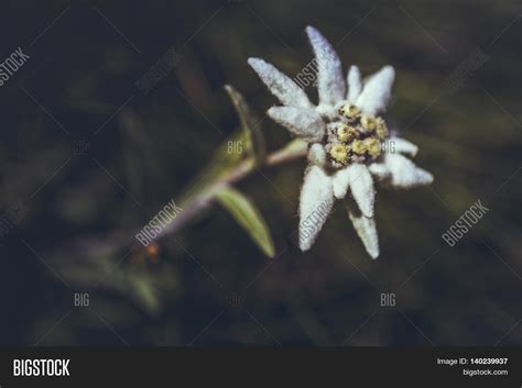 Edelweiss Flower Image & Photo (Free Trial) | Bigstock