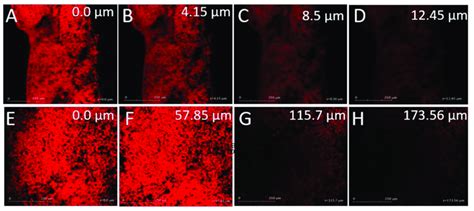 Confocal Laser Microscopy Of A D Rhodamine B Solution And E H