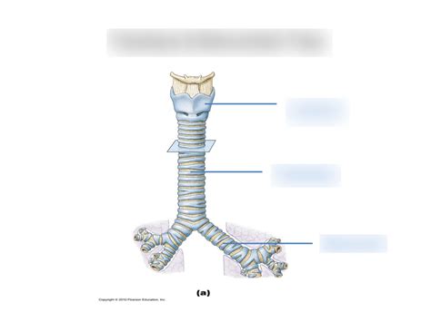 202 Lab 7, Respiratory System, Trachea Diagram | Quizlet