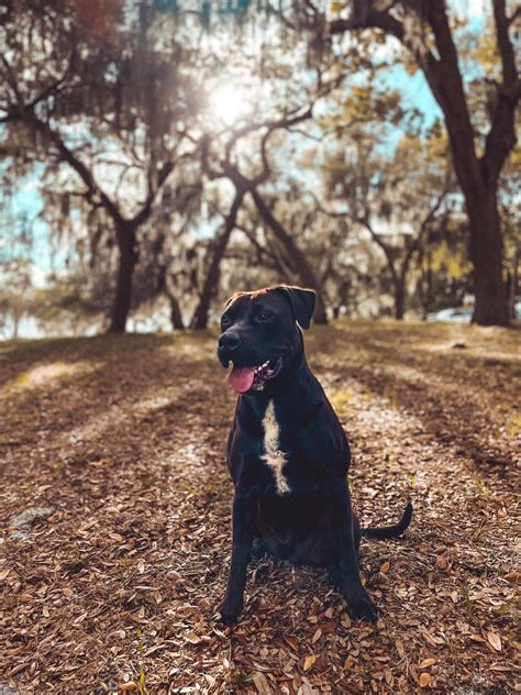 Dog for Adoption - Tony, a American Pit Bull Terrier in Fussels Corner