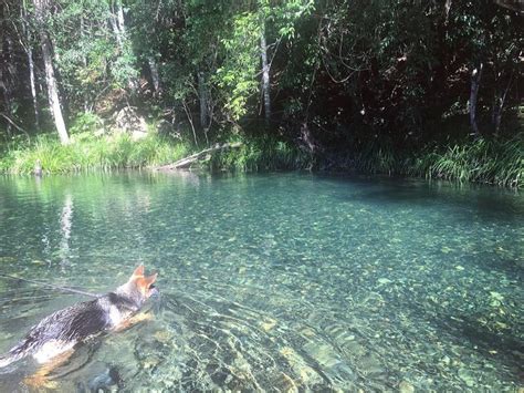 The Promised Land Never Never River Bellingen German Shepherd Crystal