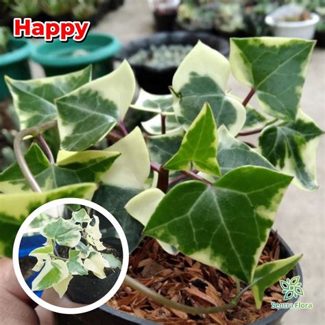 Jual Tanaman Hias Hidup Gantung Happy English Ivy Variegata Indonesia