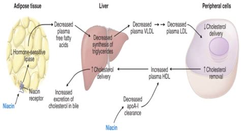 Pharm Lipid Lowering Drugs Flashcards Quizlet