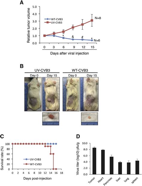 Intratumoral Injection Of Cvb Leads To A Significant Regression Of