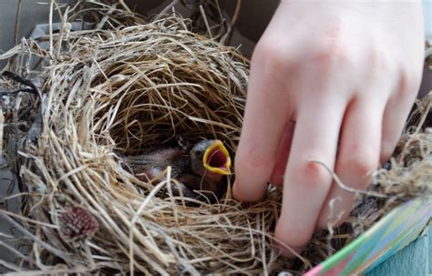 what do baby birds eat when they fall out of the nest - Phat Diary ...