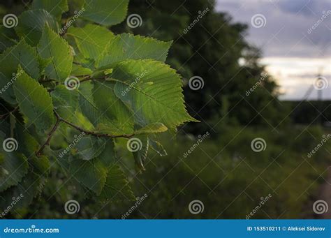 Folhas Varicolored Do Linden Ramo Do Linden A Folha Verde Do Linden