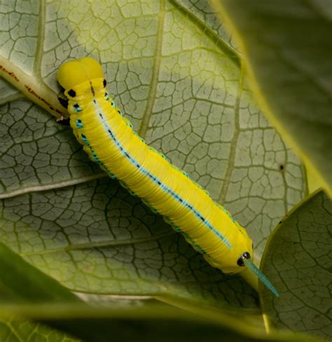 Macroglossum Passalus Common Caterpillars Of Hong Kong Inaturalist