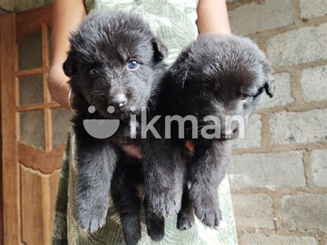 German Shepherd Puppies In Katugastota Ikman