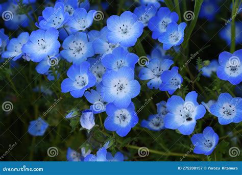 Nemophila Baby Blue Eyes Nemophila Menziesii Flowers Stock Image