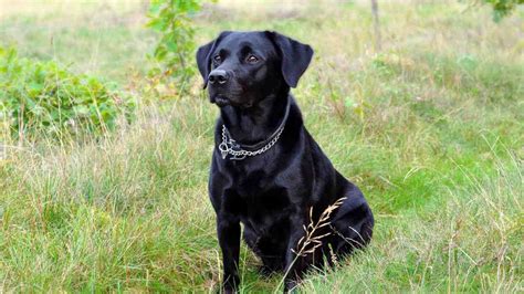 Tragedia Sfiorata Un Bimbo Si Perde Nel Bosco Salvo Grazie Al Cane