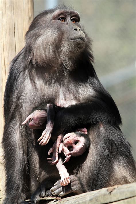 Mother Monkey Eats Mummified Baby in 'Astonishing' Case