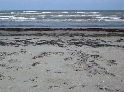 Is The Seaweed Blob Headed To Galveston Galveston Island Nature