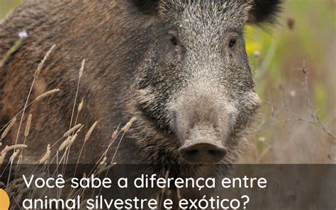 Entenda A Diferen A Nos Conceitos De Animais Ex Ticos E Silvestres