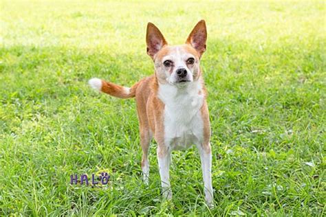 Sebastian Fl Chihuahuamixed Breed Medium Meet Sid A Pet For