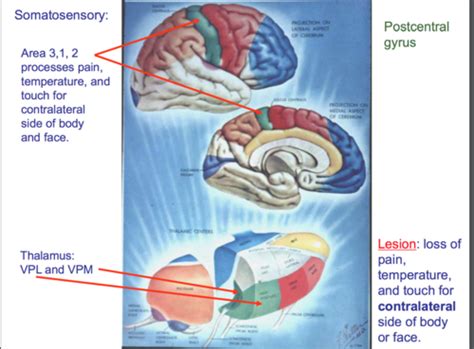 Somatosensory Pathways Flashcards Quizlet