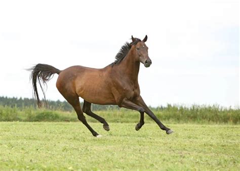 Brown horse running Images - Search Images on Everypixel