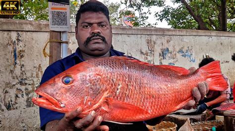 Kasimedu Speed Selvam Big Size Red Snapper Fish Cutting Video K