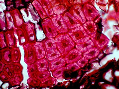 Cell Types Sclereids