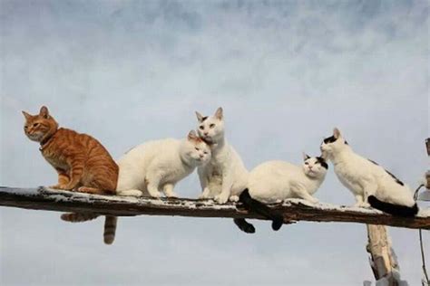 Pin By Cindy Kinsey On Cats Balancing Act Crazy Cats Cute Cats Cats