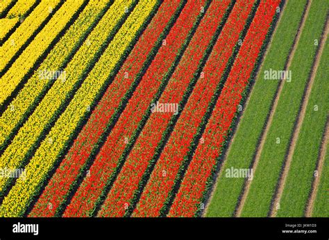 Fields of Tulips near Lisse, Netherlands / (Tulipa spec ...