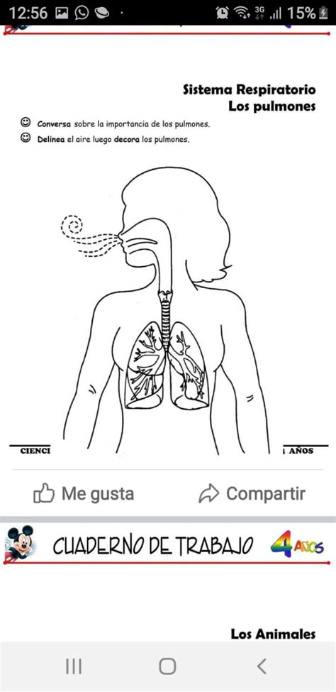 Ciencia De La Salud Tarjetas Didácticas Para Grado 6 Quizizz