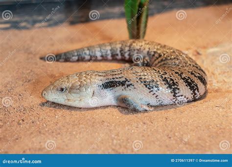 Lizad Eastern Blue Tongued Skink Tiliqua Scincoides Stock Image