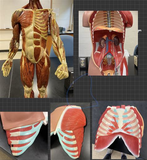 Biol L Lab Model Muscles Of The Thorax And Abdomen Diagram