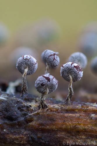 Physarum Album INaturalist NZ