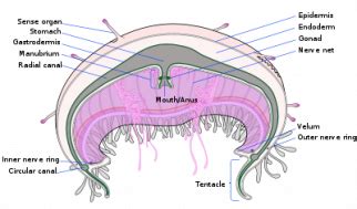 Jellyfish - Nervous System