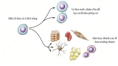 Tế Bào Gốc Thực Vật Công Nghệ Mới Trong Việc Chống Lão Hóa Da