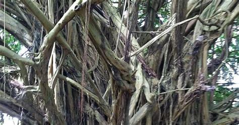 If My Anxiety Had A Symbol Representation The Banyan Tree Would Be It Imgur