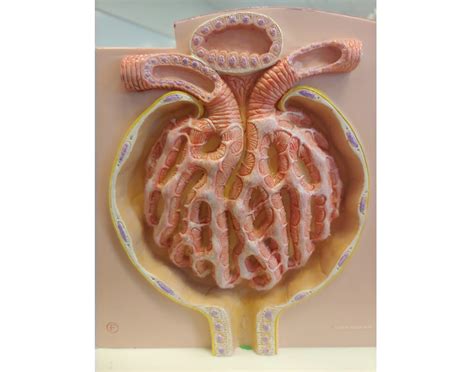 Renal Glomerulus Quiz