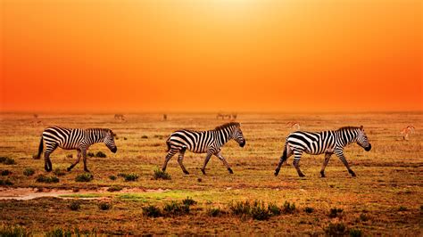 Serengeti National Park Wallpapers - Wallpaper Cave