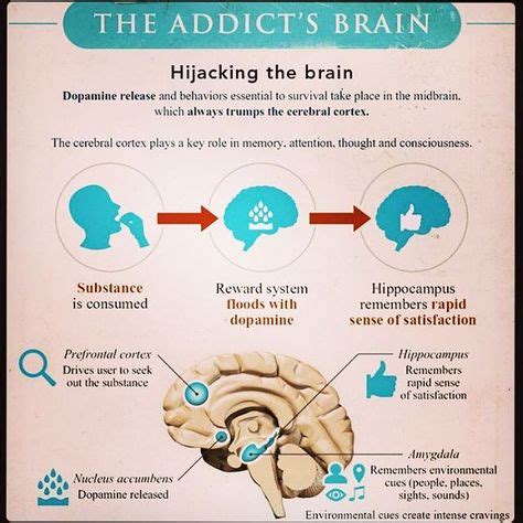 12 Amygdala hijack ideas | amygdala hijack, psychology, brain facts