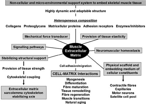 The Extracellular Matrix Complexome From Skeletal Muscle Intechopen