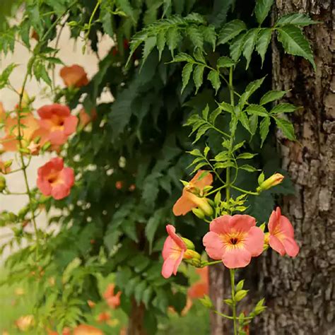 Buy Tecoma Vine I Honey Suckle Plant Online At Nursery Nisarga