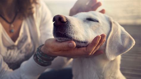 Dog Behavior & Reward-Based Dog Training | International Open Academy